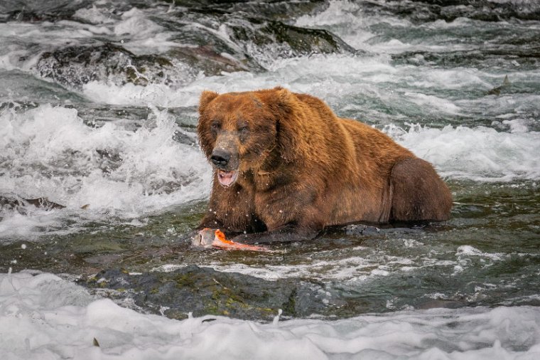 147 Katmai NP, bruine beer.jpg